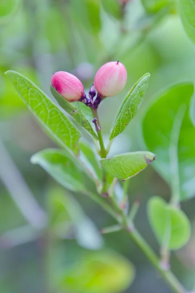 Indische kers / Carunda / Karonda fruit kruid tropische vruchten Sou — Stockfoto