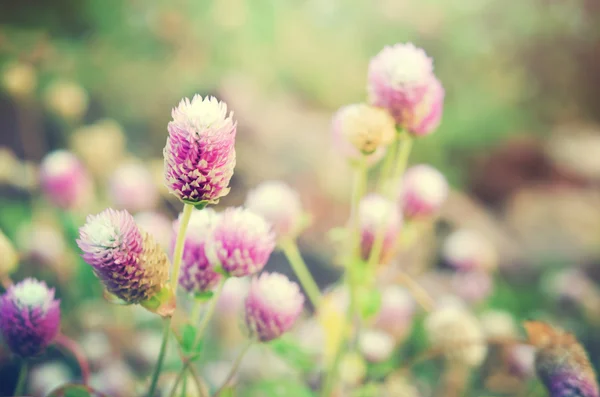 Globe Amaranth bloem met selectieve aandacht en wazig pagina — Stockfoto