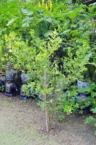 Caunda Karanda ağacı yaprak ile — Stok fotoğraf