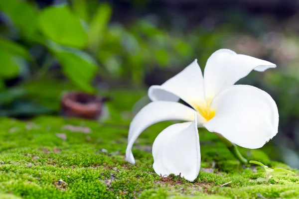 Plumeria vit blomma på mossa och bokeh bakgrund (andra namn — Stockfoto