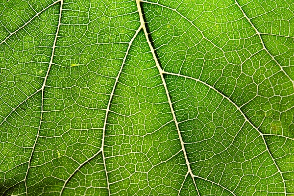 Leaf abstract background texture with veins — Stock Photo, Image