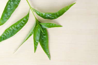 Yeşil Chirayta, apsent kralı yaprak üzerinde izole ahşap arka plan