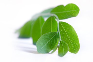 Beyaz izole Moringa yaprak
