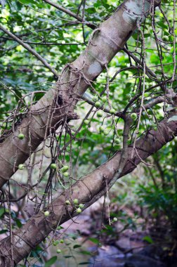 İncir meyve (ortak incir Ficus carica L denir ağaç üzerinde