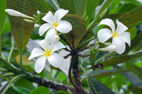 Plumeria flores en el árbol (Otros nombres son frangipani, Apocynacea —  Fotos de Stock