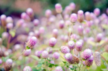 Seçici odak ve bulanık adam ile dünya mor çiçek