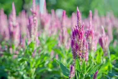 Mor pembe Celosia çiçek çiçek dekore edilmiş Bahçe