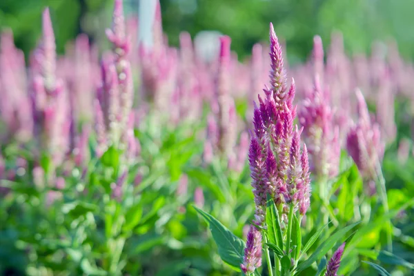 Mor pembe Celosia çiçek çiçek dekore edilmiş Bahçe — Stok fotoğraf