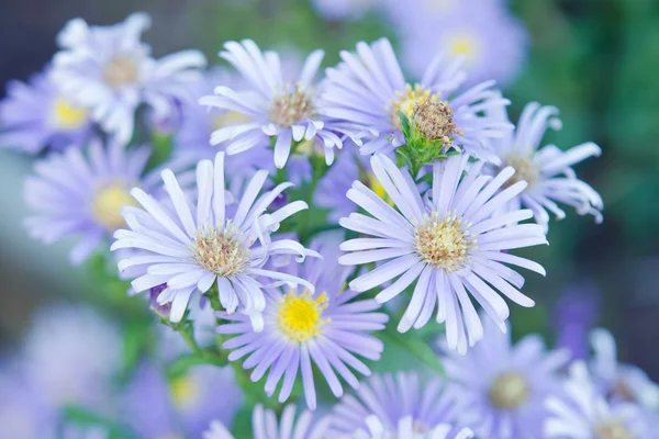 Bellissimo fiore di gerbera nel giardino, gerbera è la bella — Foto Stock