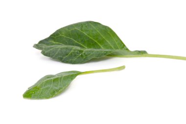 Çince lahana veya Çince brokoli sebze üzerinde beyaz bac izole