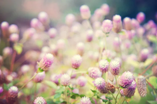 Globe Amaranth bloem met selectieve aandacht en wazig pagina — Stockfoto