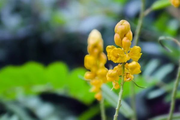 Gele bloem van Ringworm bush of kaars bush bloem of Candelab — Stockfoto