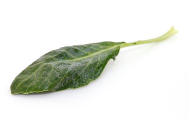 Çince lahana veya Çince brokoli sebze üzerinde beyaz bac izole