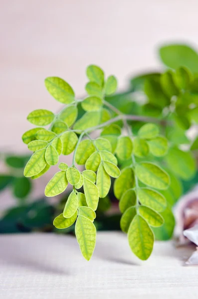 Hoja de Moringa sobre fondo de tablero de madera — Foto de Stock