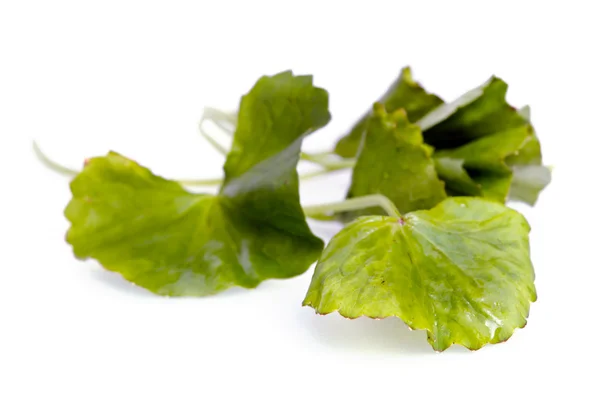 Centella asiatica atau Thanksgiving di India, daun Buabok di Thailand — Stok Foto