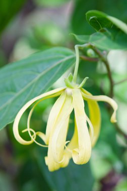 Kananga veya Ylang ylang Çiçek Doğa arka plan ile