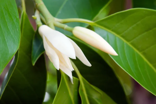 Champaka mooie en aroma bloem op de boom — Stockfoto