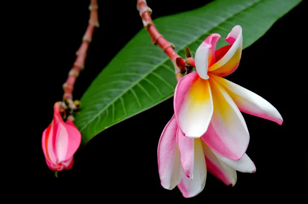 Plumeria flores en el árbol (Otros nombres son frangipani, Apocynacea —  Fotos de Stock