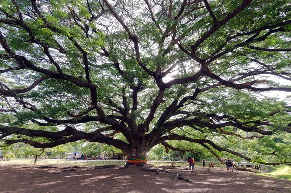 Гигантское дождевое дерево мимозы в провинции Канчанабури — стоковое фото