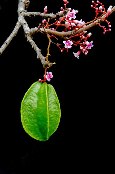 Star apple vruchten opknoping met bloem op zwarte achtergrond — Stockfoto