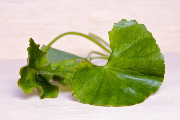 Centella asiatica ou Thankuni em indiano, folha de Buabok na Tailândia — Fotografia de Stock