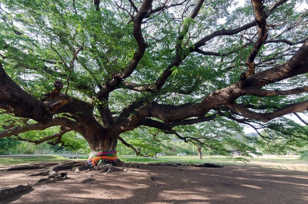 Гигантское дождевое дерево мимозы в провинции Канчанабури — стоковое фото
