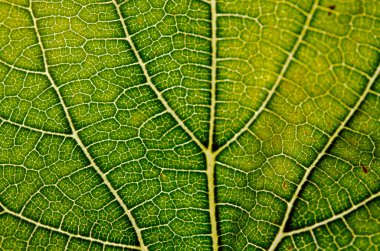 Yaprak doku arka plan damarlar üzerinde closeup Manzaralı