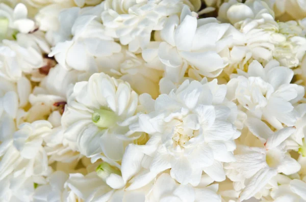 Fondo de flores de jazmín extendido sobre fondo blanco — Foto de Stock
