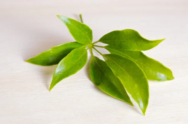 Foglia di Araliaceae isolata su tavola di legno — Foto Stock