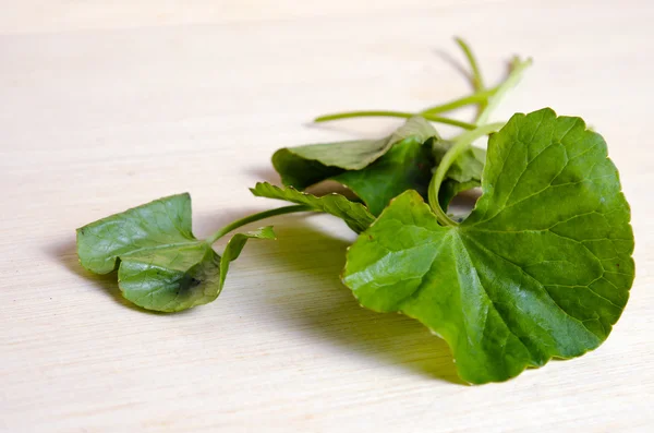 Centella asiatica oder thankuni auf indisch, buabok blatt in thailand — Stockfoto