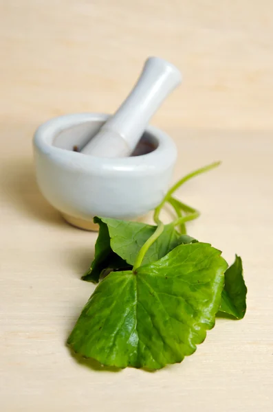 Centella asiatica oder thankuni auf indisch, buabok blatt in thailand — Stockfoto