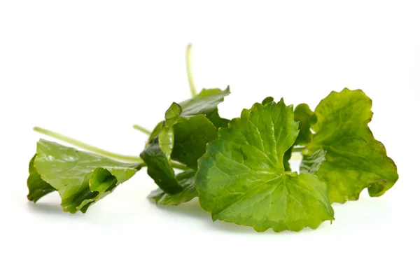 Centella asiatica ou Thankuni em indiano, folha de Buabok na Tailândia — Fotografia de Stock