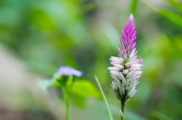 Celosia flower eller tuppkammar blomma blommar i inredda trädgård — Stockfoto