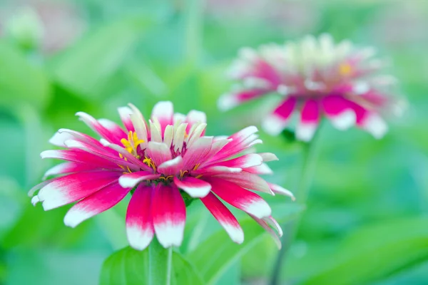 Branco e vermelho híbrido Aster flor em Bangkok Tailândia — Fotografia de Stock