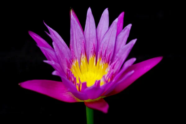 Fiore di loto in uno stagno con sfondo nero — Foto Stock