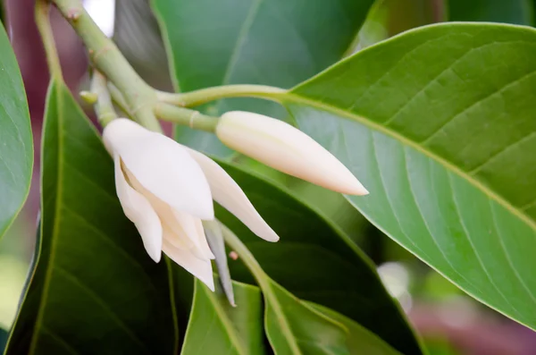 Champaka mooie en aroma bloem op de boom — Stockfoto