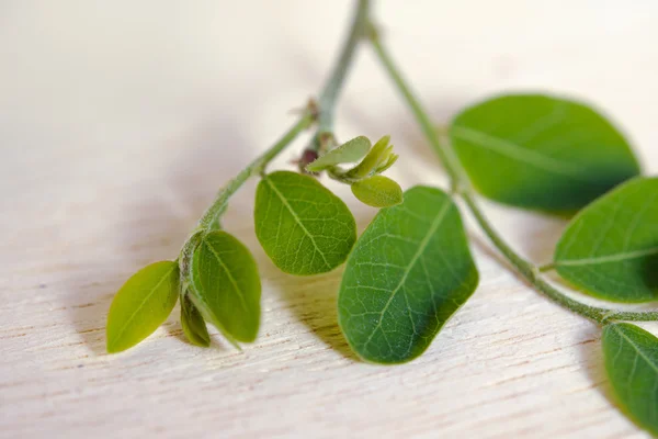 Moringa blad på träplatta bakgrund — Stockfoto