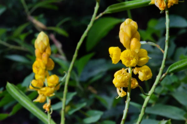 Gele bloem van Ringworm bush of kaars bush bloem of Candelab — Stockfoto
