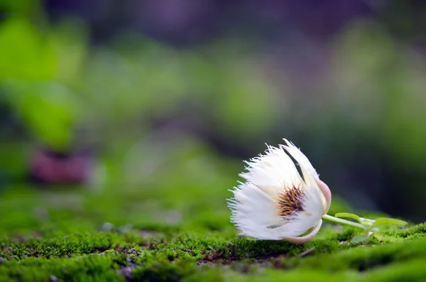 Elaeocarpus hainanensis or Elaeocarpus grandifloras flower on mo — Stock Photo, Image