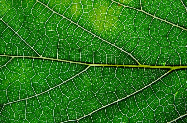 Mulberry leaf texture abstract background with close seup view on v — стоковое фото