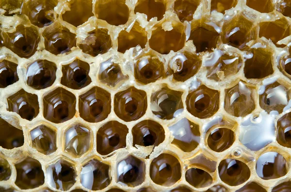 Bee hive texture with honey filled — Stock Photo, Image