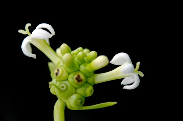 Exotiska Noni frukt och blomma isolerat på svarten — Stockfoto