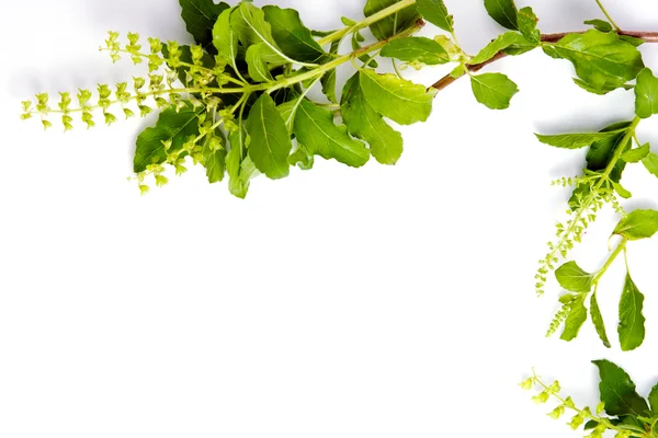 Basilicum blad grens op witte achtergrond voor decoratieve grafische res — Stockfoto