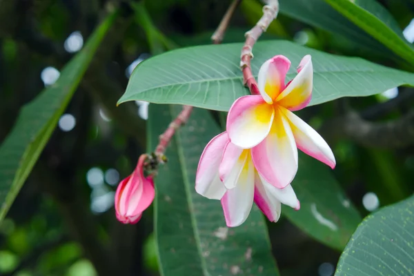 Plumeria flores na árvore (Outros nomes são frangipani, Apocynacea — Fotografia de Stock