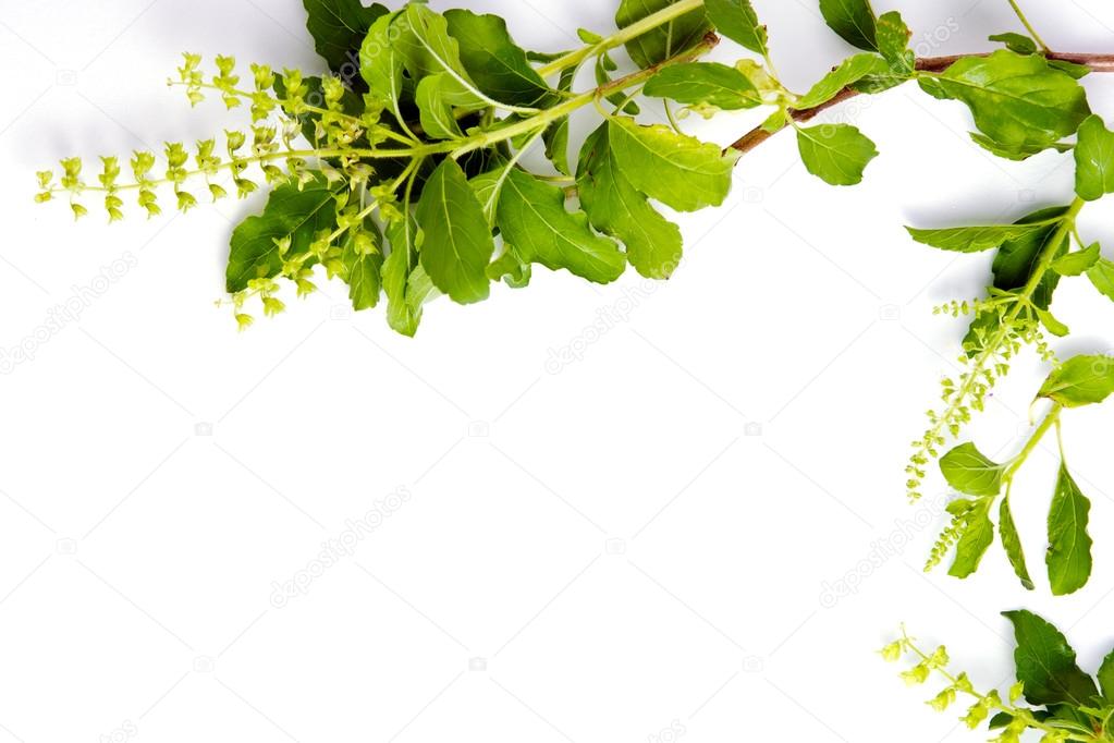 Basil leaf border on white background for decorative graphic res