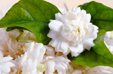 Yasemin çiçeklerahşap tahta arka plan izole