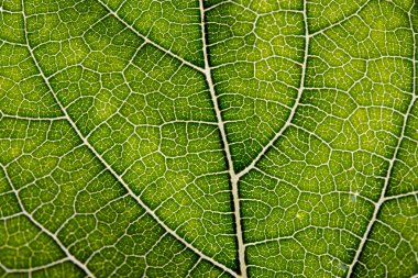 Yaprak doku arka plan damarlar üzerinde closeup Manzaralı