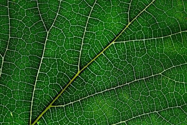 Textura de folha fundo abstrato com vista de close-up em veias — Fotografia de Stock