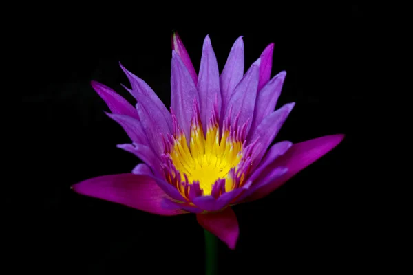 Lotusblomst i en dam med svart bakgrunn – stockfoto