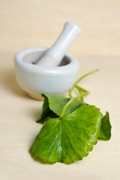 Centella asiatica oder thankuni auf indisch, buabok blatt in thailand — Stockfoto